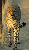 Cheetah photo